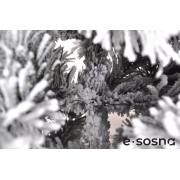 Лита сосна Карпатська 180 засніжена